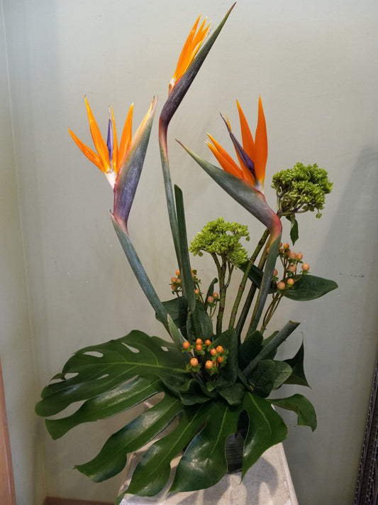 Tahitian Tropics